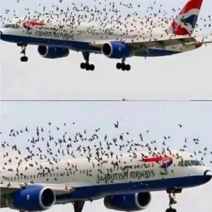 702571017 122326642586011573 8906782039256655467 N