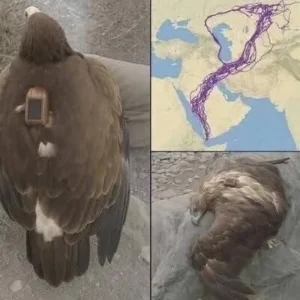 669603309 122169275600648740 5364787424446958636 N